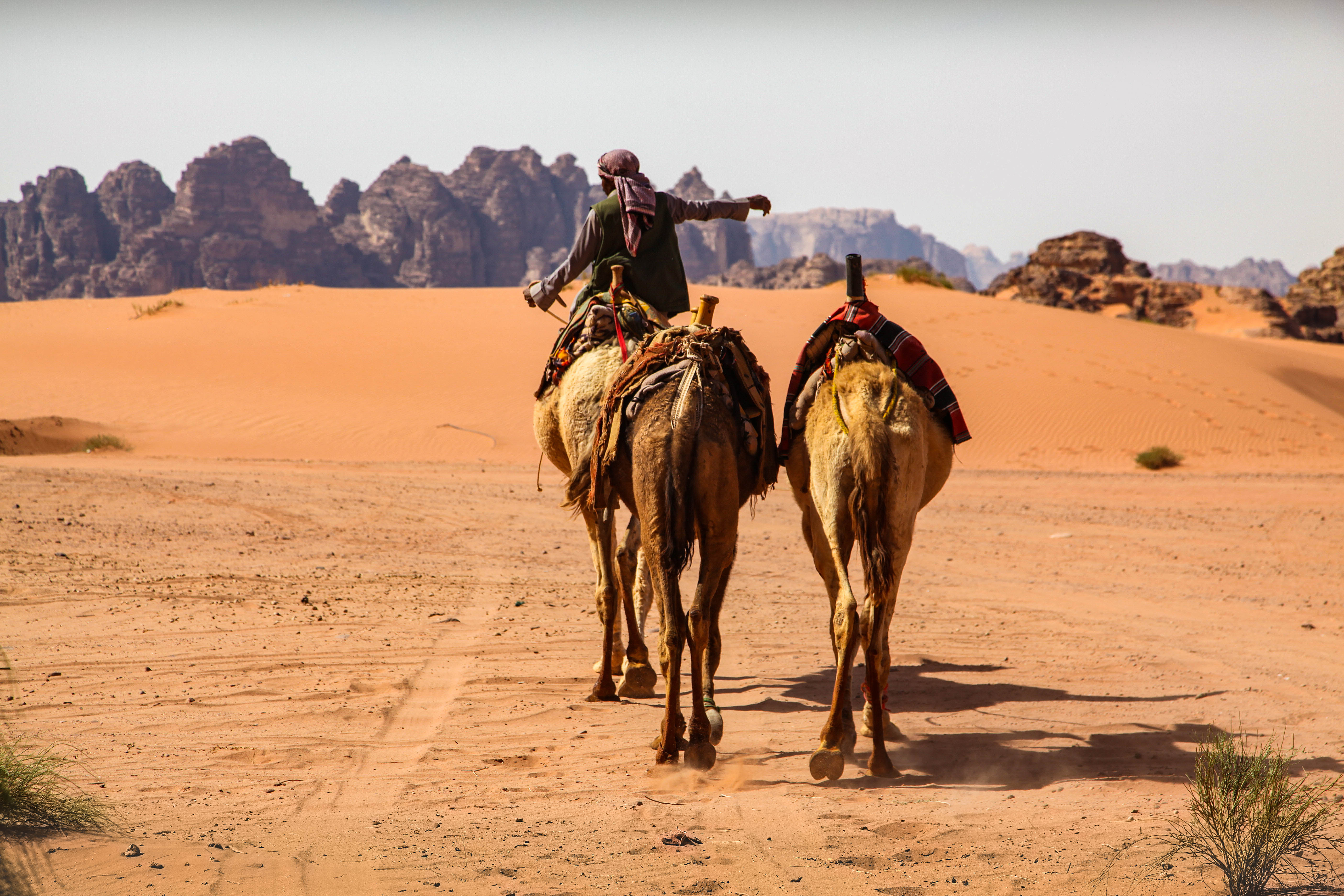 Kamelen op wandel in het rode zand van de woestijn