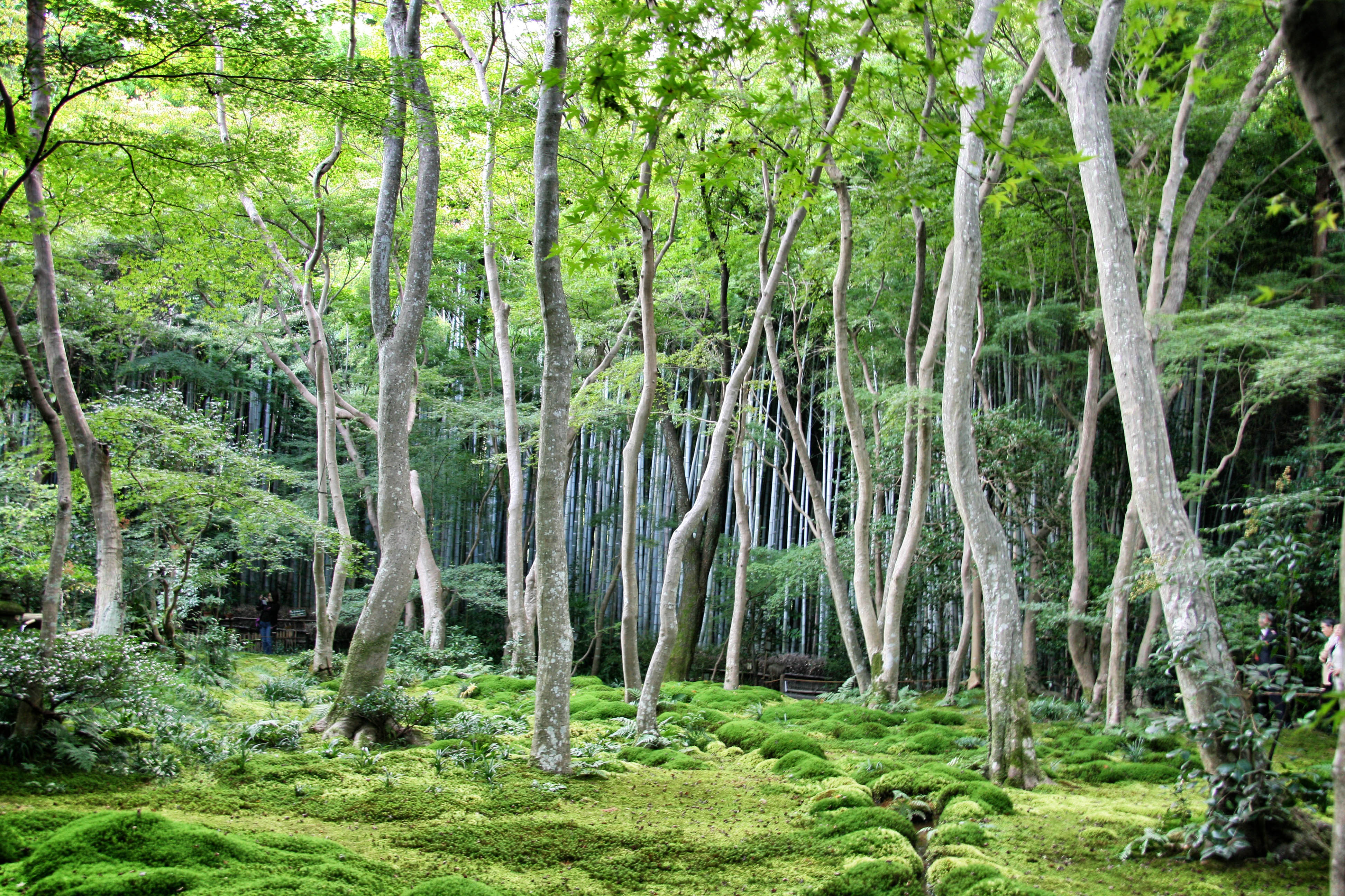 Prachtig groen bos met mosgroene bodemlaag