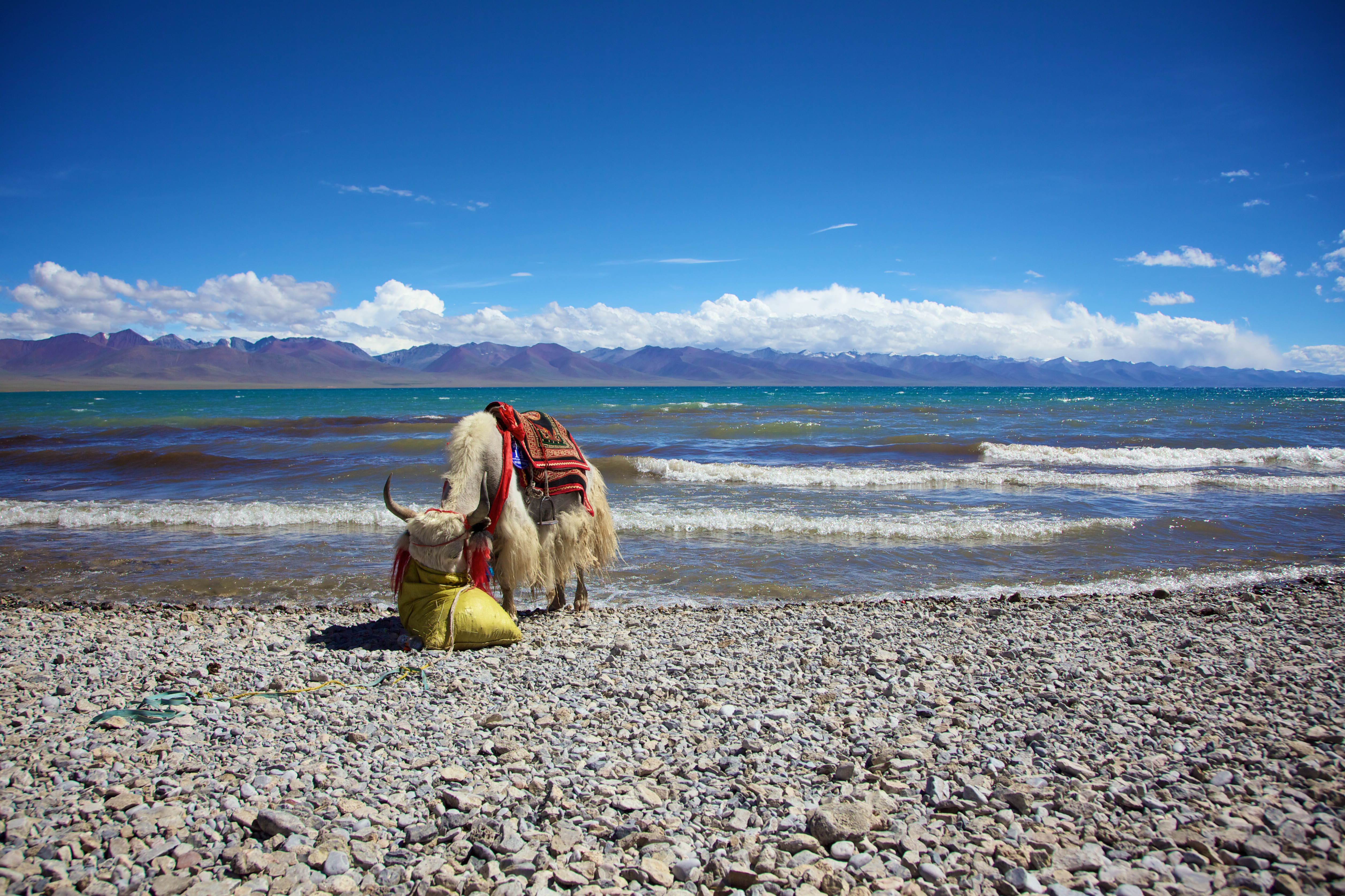 Yak is aan het eten op een kiezel strand 